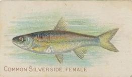 1910 American Tobacco Co. Fish Series (T58) #NNO Common Silverside Female Front