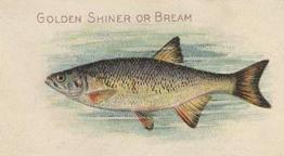 1910 American Tobacco Co. Fish Series (T58) #NNO Golden Shiner or Bream Front