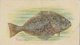 1910 American Tobacco Co. Fish Series (T58) #NNO Halibut Front