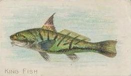 1910 American Tobacco Co. Fish Series (T58) #NNO Kingfish Front