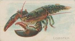 1910 American Tobacco Co. Fish Series (T58) #NNO Lobster Front