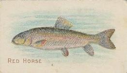 1910 American Tobacco Co. Fish Series (T58) #NNO Red Horse Front