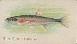 1910 American Tobacco Co. Fish Series (T58) #NNO Red Sided Minnow Front
