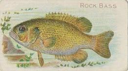 1910 American Tobacco Co. Fish Series (T58) #NNO Rock Bass Front