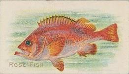 1910 American Tobacco Co. Fish Series (T58) #NNO Rose Fish Front