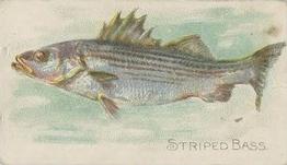 1910 American Tobacco Co. Fish Series (T58) #NNO Striped Bass Front