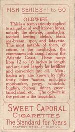 1910 American Tobacco Co. Fish Series (T58) #NNO Triggerfish Back