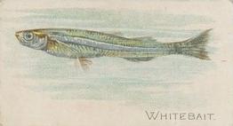1910 American Tobacco Co. Fish Series (T58) #NNO Whitebait Front