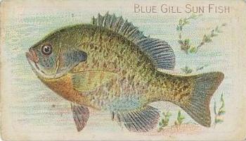 1910 American Tobacco Co. Fish Series (T58) - Sovereign Cigarettes Factory 25 #NNO Blue Gill Sun Fish Front