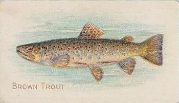 1910 American Tobacco Co. Fish Series (T58) - Sovereign Cigarettes Factory 25 #NNO Brown Trout Front