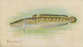 1910 American Tobacco Co. Fish Series (T58) - Sovereign Cigarettes Factory 25 #NNO Burbot Front
