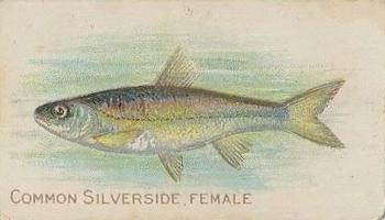 1910 American Tobacco Co. Fish Series (T58) - Sovereign Cigarettes Factory 25 #NNO Common Silverside Female Front