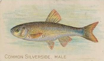 1910 American Tobacco Co. Fish Series (T58) - Sovereign Cigarettes Factory 25 #NNO Common Silverside Male Front