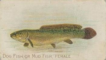 1910 American Tobacco Co. Fish Series (T58) - Sovereign Cigarettes Factory 25 #NNO Dog Fish or Mud Fish Female Front