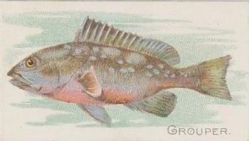 1910 American Tobacco Co. Fish Series (T58) - Sovereign Cigarettes Factory 25 #NNO Grouper Front