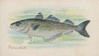 1910 American Tobacco Co. Fish Series (T58) - Sovereign Cigarettes Factory 25 #NNO Pollack Front