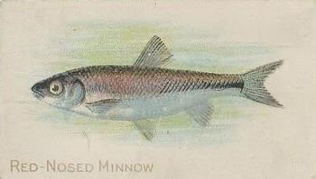 1910 American Tobacco Co. Fish Series (T58) - Sovereign Cigarettes Factory 25 #NNO Red Nosed Minnow Front