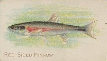 1910 American Tobacco Co. Fish Series (T58) - Sovereign Cigarettes Factory 25 #NNO Red Sided Minnow Front