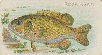 1910 American Tobacco Co. Fish Series (T58) - Sovereign Cigarettes Factory 25 #NNO Rock Bass Front