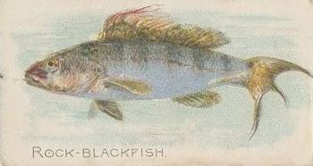 1910 American Tobacco Co. Fish Series (T58) - Sovereign Cigarettes Factory 25 #NNO Rock Blackfish Front