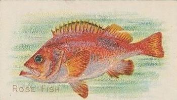 1910 American Tobacco Co. Fish Series (T58) - Sovereign Cigarettes Factory 25 #NNO Rose Fish Front