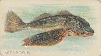1910 American Tobacco Co. Fish Series (T58) - Sovereign Cigarettes Factory 25 #NNO Sea Robin Front