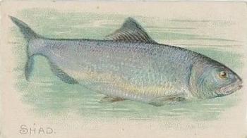 1910 American Tobacco Co. Fish Series (T58) - Sovereign Cigarettes Factory 25 #NNO Shad Front