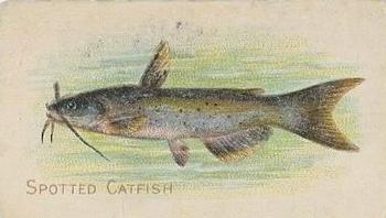 1910 American Tobacco Co. Fish Series (T58) - Sovereign Cigarettes Factory 25 #NNO Spotted Catfish Front