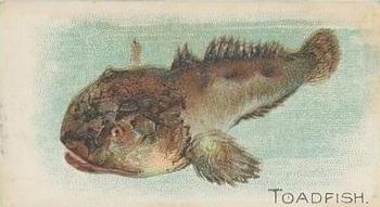 1910 American Tobacco Co. Fish Series (T58) - Sovereign Cigarettes Factory 25 #NNO Toadfish Front