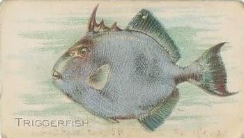 1910 American Tobacco Co. Fish Series (T58) - Sovereign Cigarettes Factory 25 #NNO Triggerfish Front