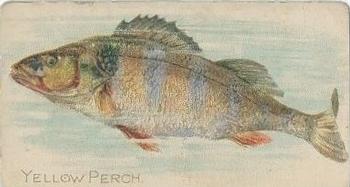 1910 American Tobacco Co. Fish Series (T58) - Sovereign Cigarettes Factory 25 #NNO Yellow Perch Front