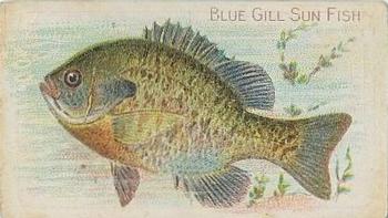 1910 American Tobacco Co. Fish Series (T58) - Piedmont Cigarettes Factory 25 #NNO Blue Gill Sun Fish Front