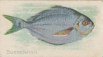 1910 American Tobacco Co. Fish Series (T58) - Piedmont Cigarettes Factory 25 #NNO Butterfish Front
