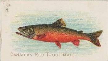 1910 American Tobacco Co. Fish Series (T58) - Piedmont Cigarettes Factory 25 #NNO Canadian Red Trout Male Front
