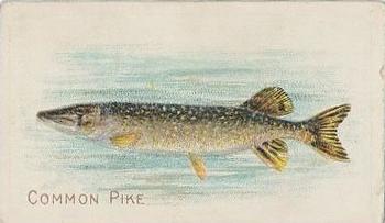 1910 American Tobacco Co. Fish Series (T58) - Piedmont Cigarettes Factory 25 #NNO Common Pike Front
