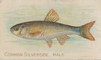 1910 American Tobacco Co. Fish Series (T58) - Piedmont Cigarettes Factory 25 #NNO Common Silverside Male Front