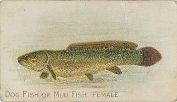 1910 American Tobacco Co. Fish Series (T58) - Piedmont Cigarettes Factory 25 #NNO Dog Fish or Mud Fish Female Front