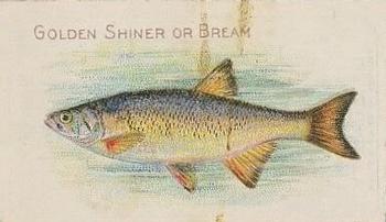 1910 American Tobacco Co. Fish Series (T58) - Piedmont Cigarettes Factory 25 #NNO Golden Shiner Front