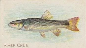1910 American Tobacco Co. Fish Series (T58) - Piedmont Cigarettes Factory 25 #NNO River Chub Front