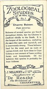 1929 De Reszke Zoological Studies #4 Chacma Baboon Back