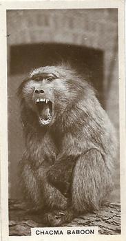 1929 De Reszke Zoological Studies #4 Chacma Baboon Front