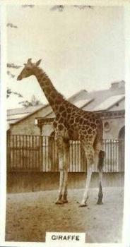 1929 De Reszke Zoological Studies #6 Giraffe Front