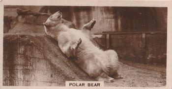 1929 De Reszke Zoological Studies #9 Polar Bear Front