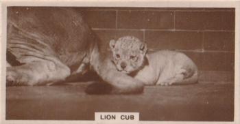 1929 De Reszke Zoological Studies #12 Lion Cub Front