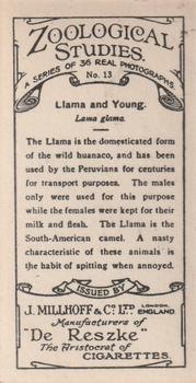 1929 De Reszke Zoological Studies #13 Llama and Young Back