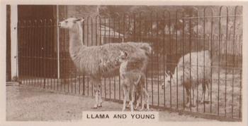 1929 De Reszke Zoological Studies #13 Llama and Young Front