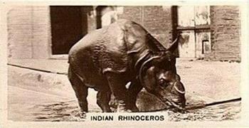 1929 De Reszke Zoological Studies #18 Indian Rhinoceros Front
