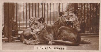 1929 De Reszke Zoological Studies #25 Lion and Lioness Front