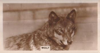 1929 De Reszke Zoological Studies #26 Common Wolf Front