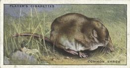 1939 Player's Animals of the Countryside #2 Common Shrew Front